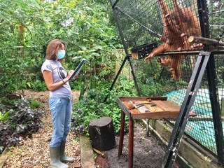 Orang-oetans observeren