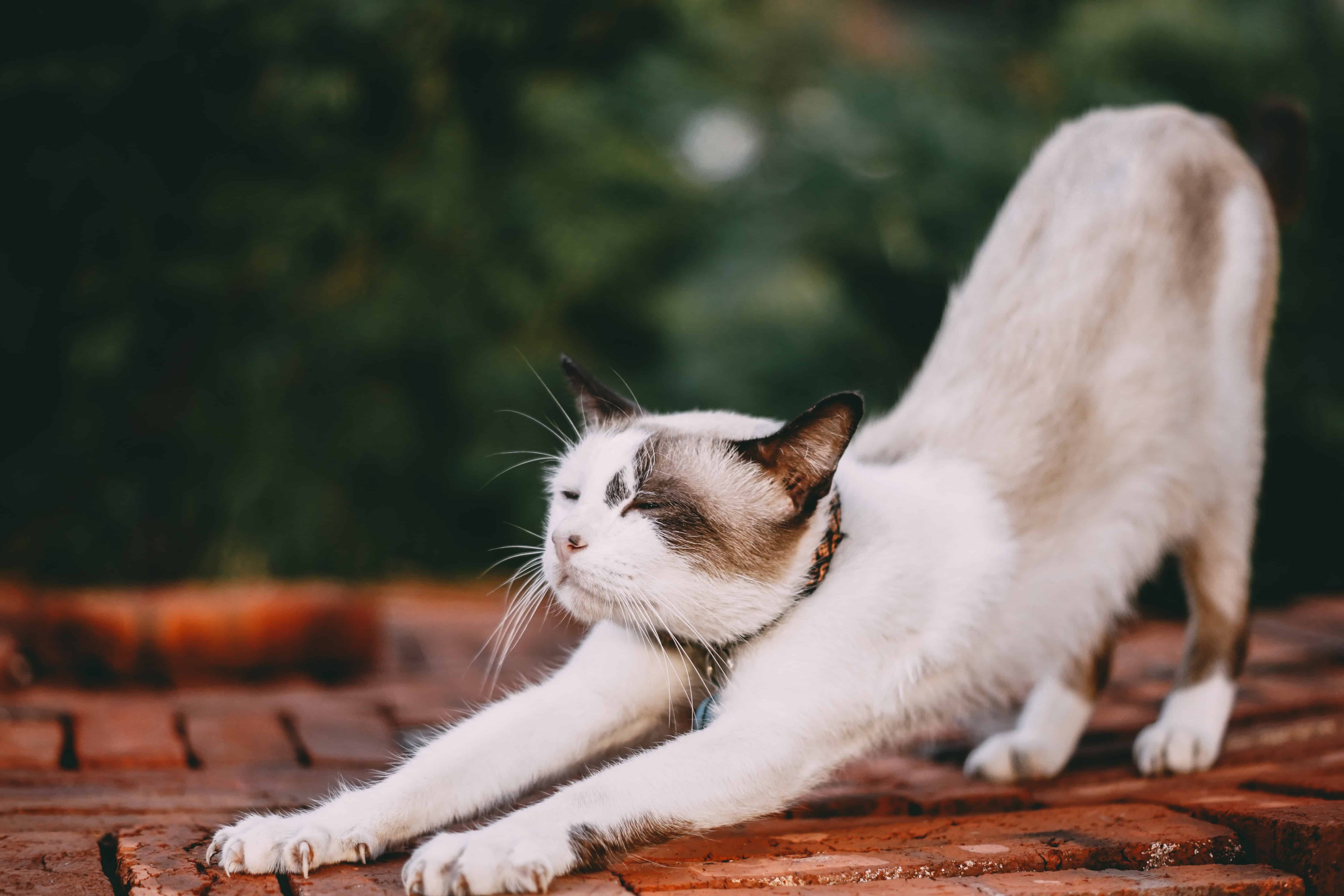 dierendag leuk yoga 