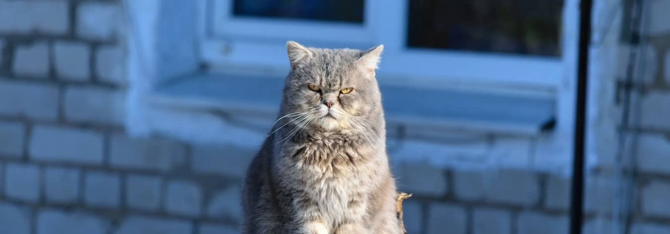 Yoga tegen een kater