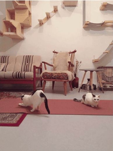 © Kattencafé Kopjes