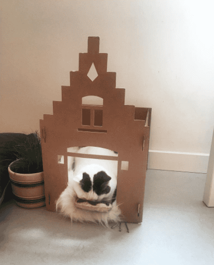 © Kattencafé Kopjes