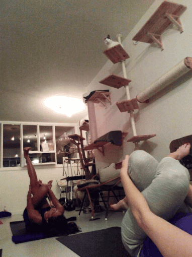 © Kattencafé Kopjes