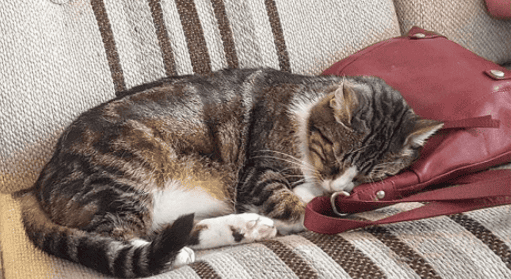 Yoga International aan de meowga	 © Kattencafé Kopjes