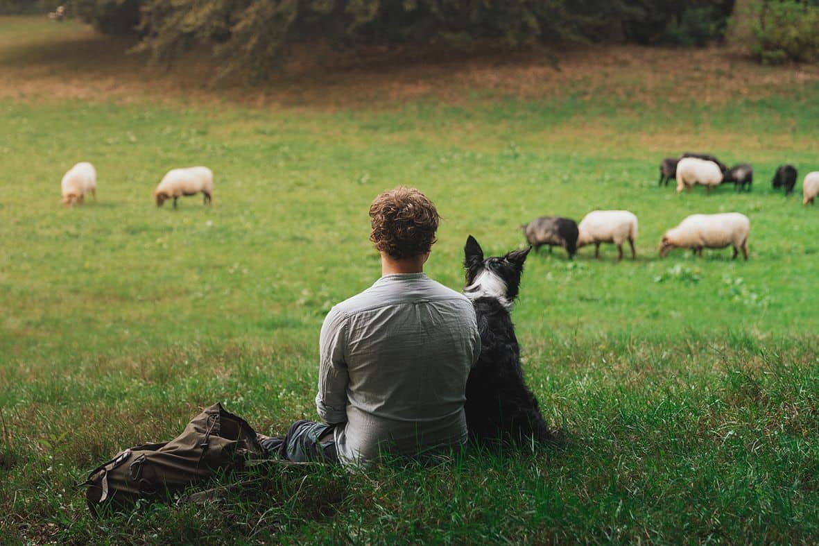 Schaapfulness Daniel