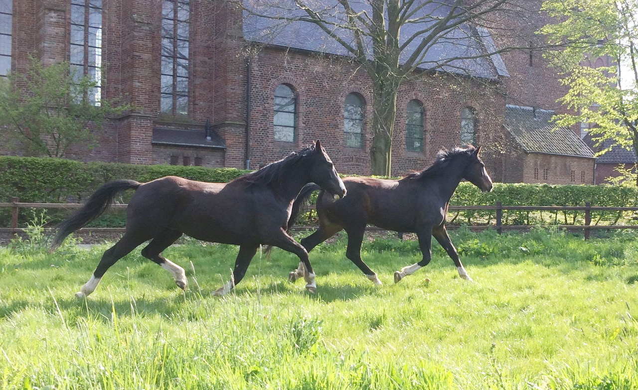 Yoga-schrijfretreat in Horssen