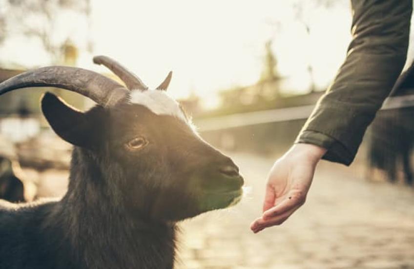 Geitenyoga in Amsterdam