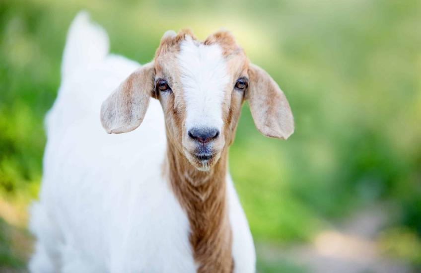 Geit geitenyoga wereldrecord