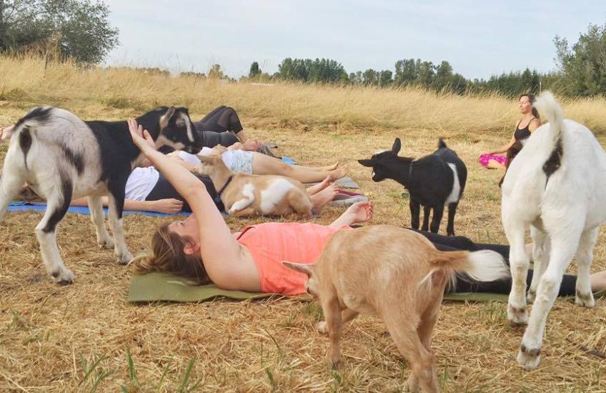 Goat Yoga © Lainey Morse