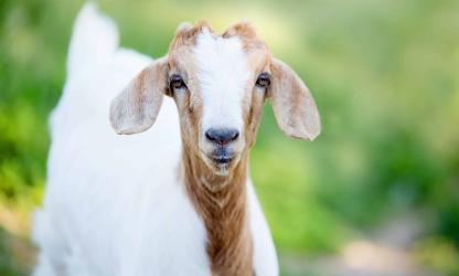 Geit geitenyoga wereldrecord