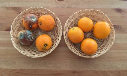 Fruit blijft langer vers! Foto Svitec 