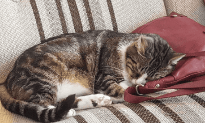 Yoga International aan de meowga	 © Kattencafé Kopjes